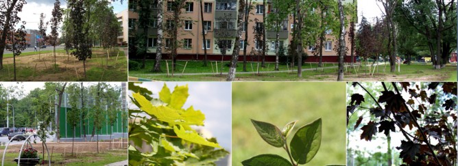 Озеленение и благоустройство территории в пос.Коммунарка в зоне жилой застройки (ул.Александры Монаховой)
